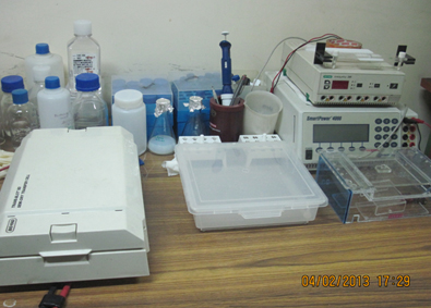 Gel Electrophoresis [Stratagene, Tarson], AFIGE [BIORAD], Semi Dry Blotter [BIORAD], PCR [Perkin Elmer]